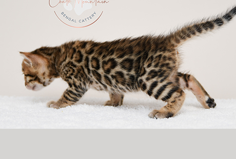 Bengal Kittens for sale